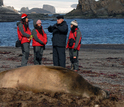Students and a teacher pn the shore enxt to an elephant seal